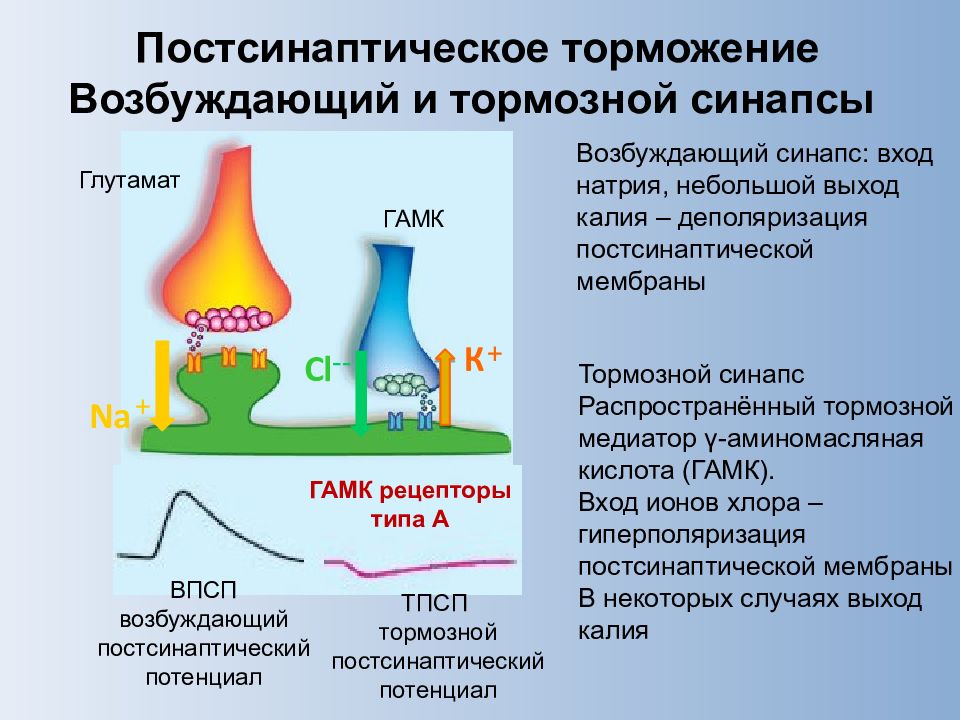 Возбуждение синапсов. Возбуждающие и тормозные синапсы. Взаимодействие тормозных и возбуждающих синапсов. Синаптические потенциалы. Процессы возбуждения и торможения в постсинаптической мембране.