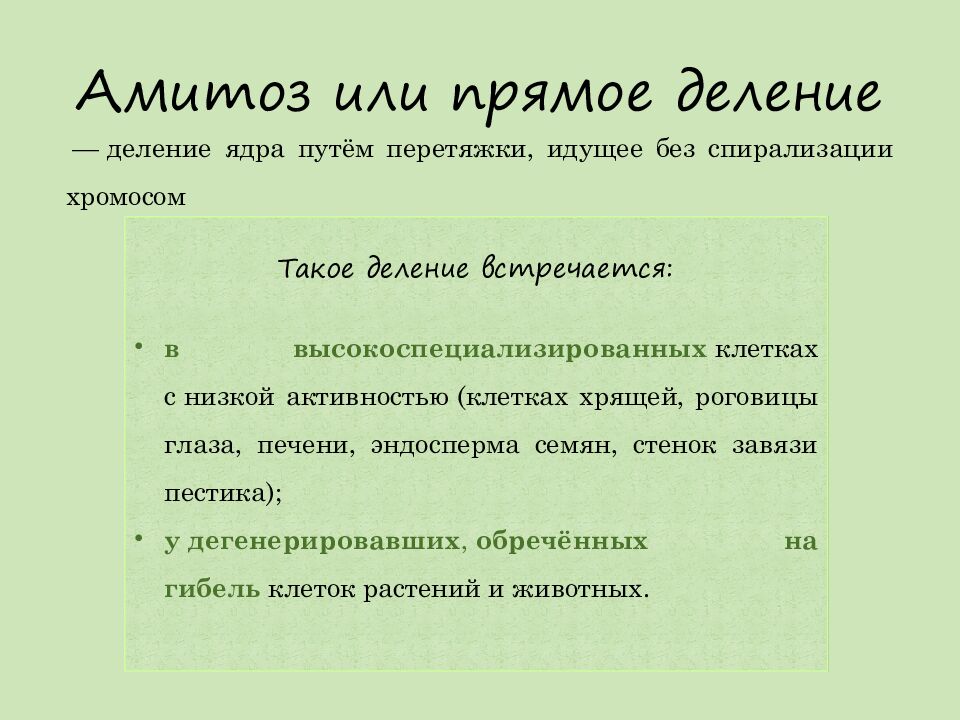 Амитоз или прямое деление