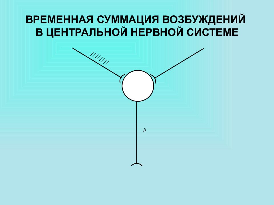 Суммация цнс. Временная суммация возбуждений в ЦНС. Суммация возбуждения в центральной нервной системе. Пространственная суммация возбуждения. Временная суммация это в физиологии.