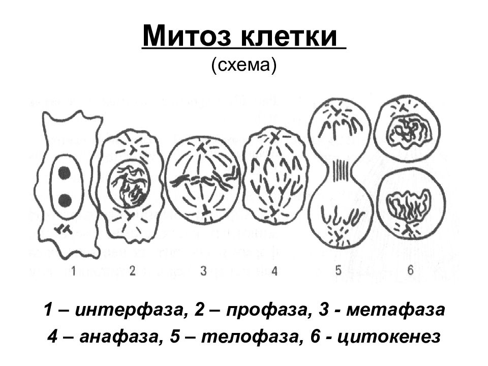 Митоз триплоидной клетки схема