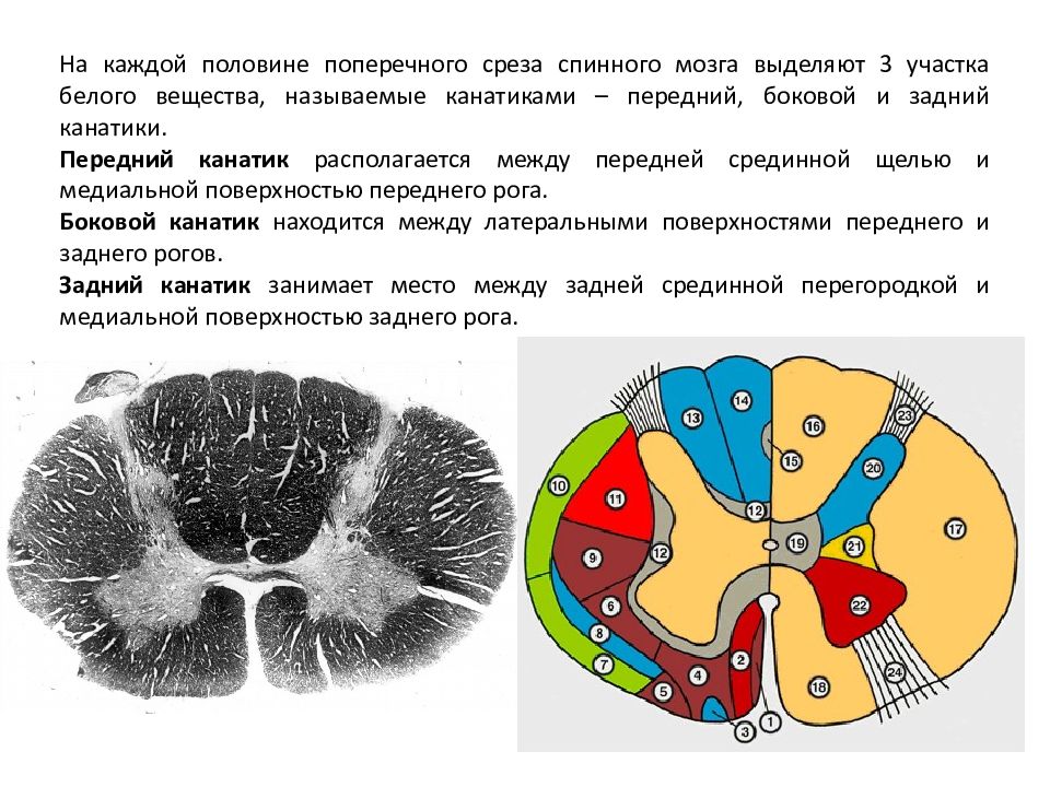 Срез спинного мозга рисунок