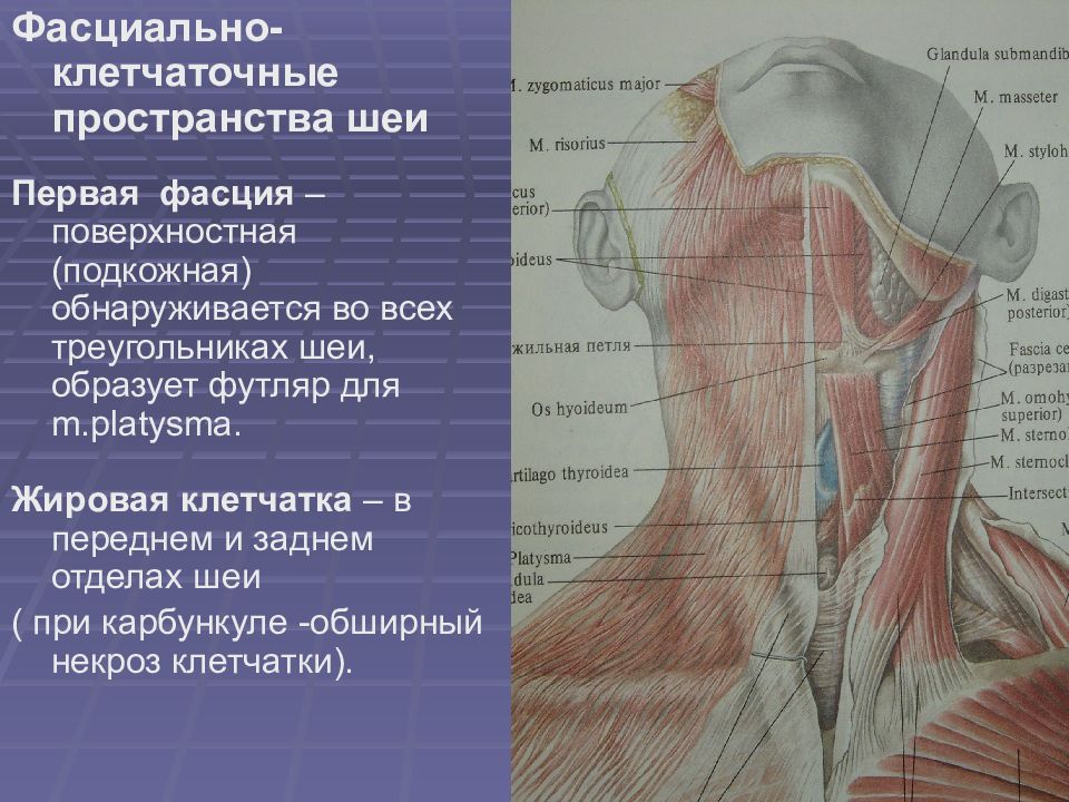 Топографическая анатомия и оперативная хирургия шеи презентация