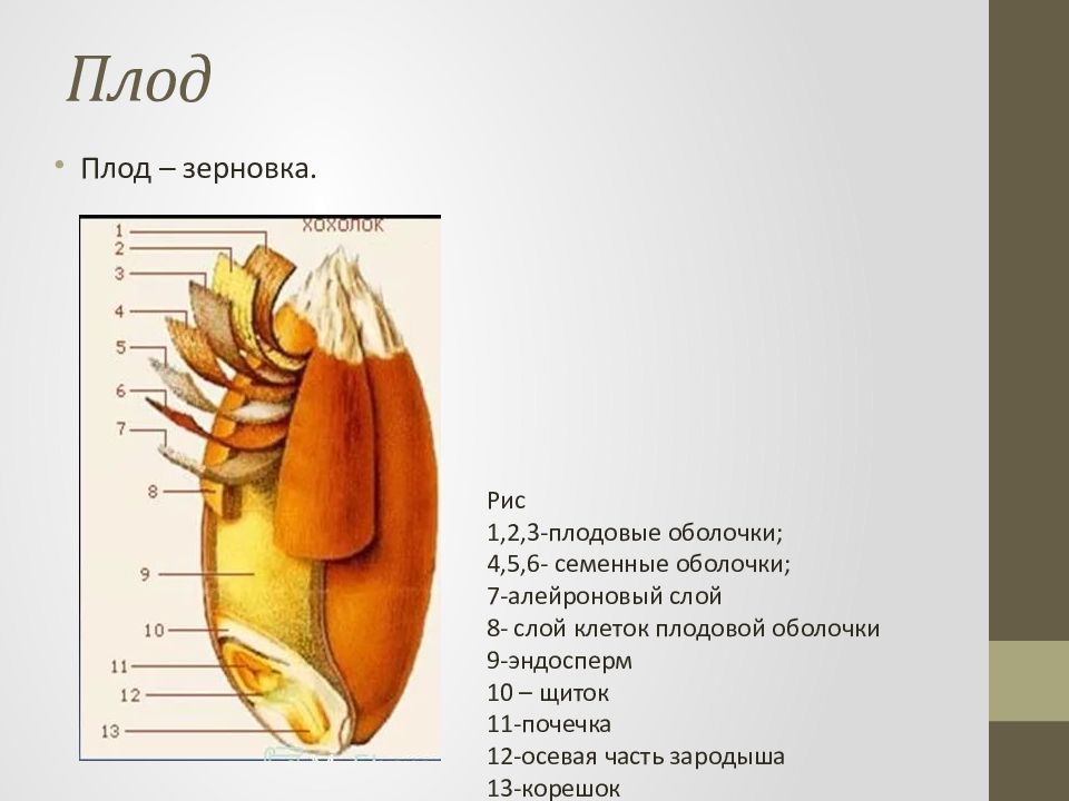 Какое строение имеет зерновка. Плодовая оболочка зерновки. Плодовые и семенные оболочки. Плод Зерновка.