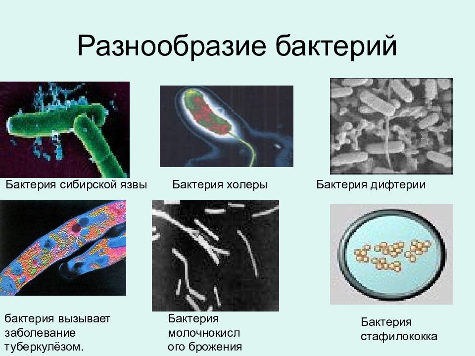 Презентация по теме бактерии 7 класс