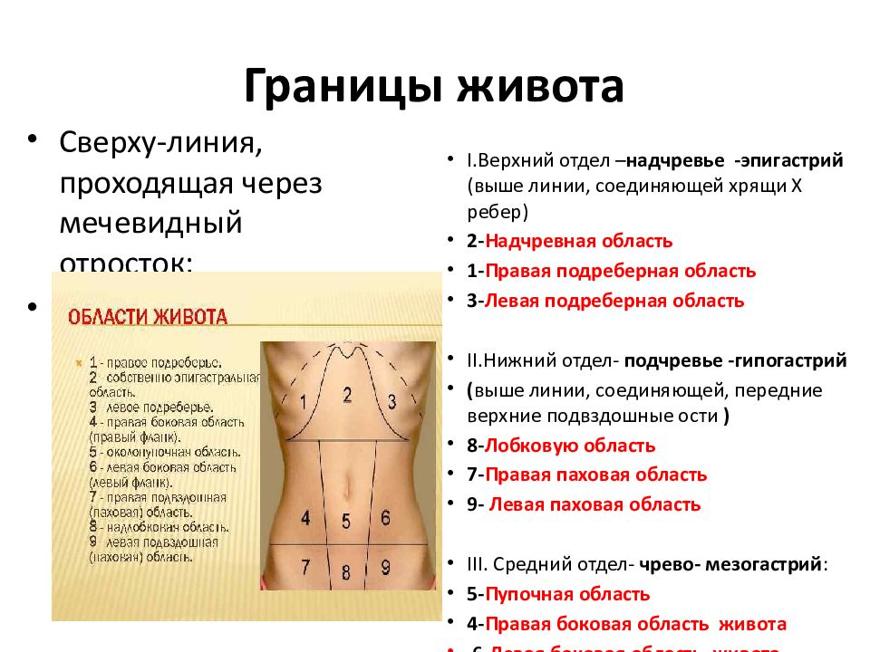 Линии живота анатомия. Области живота. Анатомические области живота. Подвздошная область живота. Границы живота.