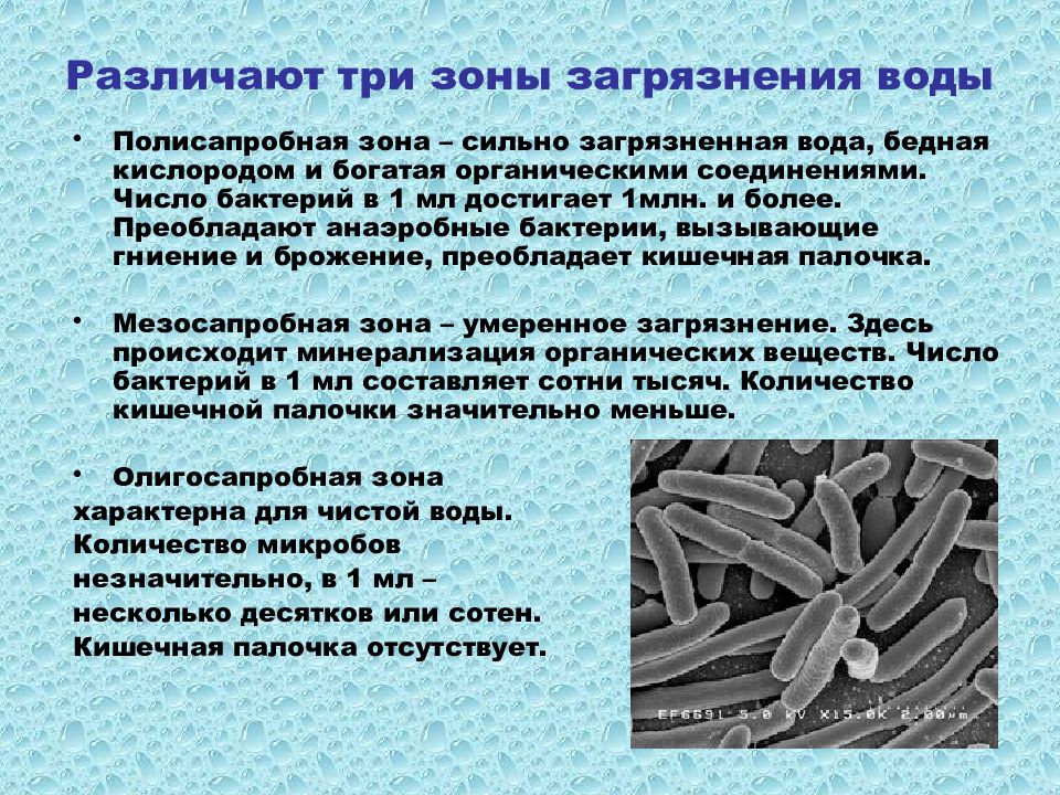 Сколько микробов. Патогенные микроорганизмы, обитающие в воде. Патогенные микробы в воде. Количество микроорганизмов в воде. Роль воды в микроорганизмах.