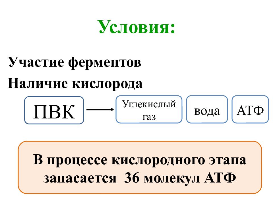 Углекислый газ вода атф. ПВК углекислый ГАЗ АТФ. Запасается 36 молекул АТФ. ПВК углекислый ГАЗ АТФ щук. В процессе кислородного этапа образовалось 1116 молекул АТФ.