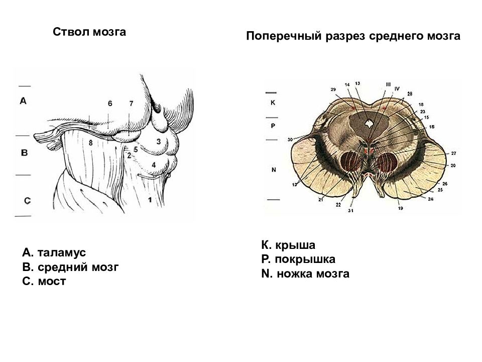 Презентация средний мозг анатомия