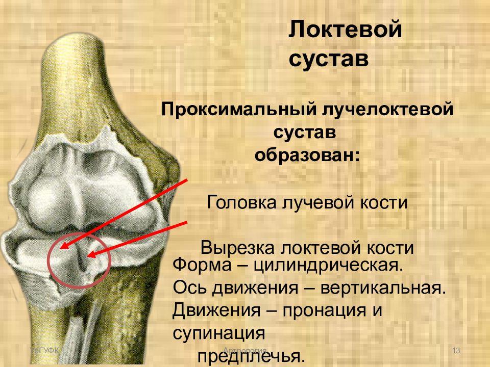 Костя головка. Просимальный уче локтевой. Проксимальный лучелоктевой сустав образован. Дистальный лучелоктевой сустав. Проксимальный лучевой сустав.