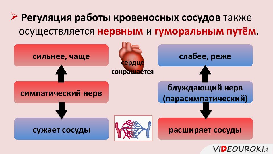 Нервная регуляция презентация