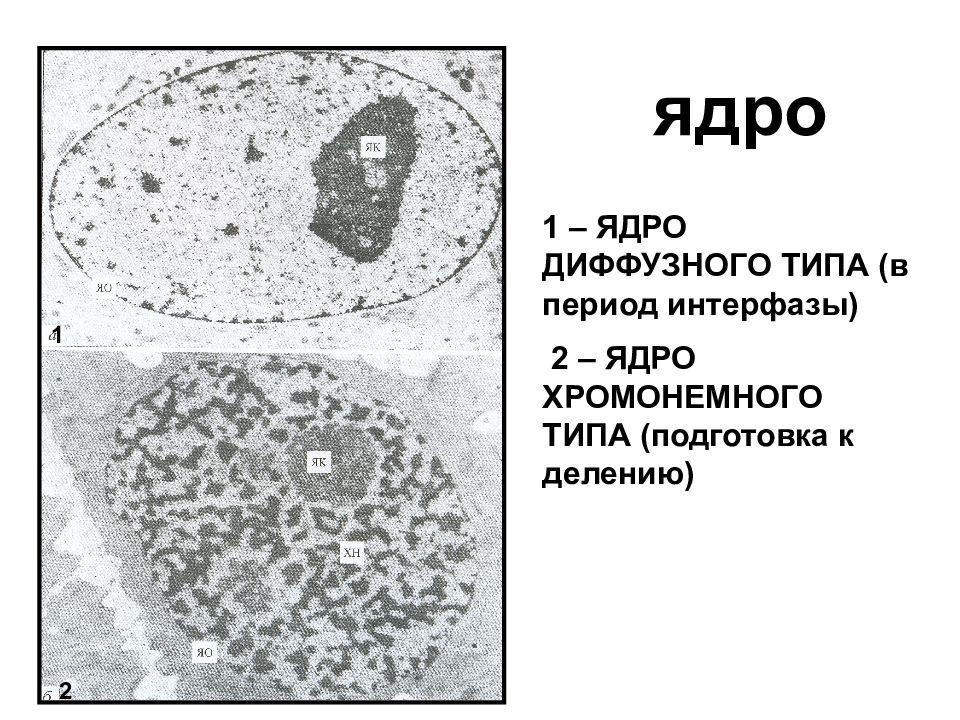 Интерфаза ядра. Диффузное ядро. Ядро диффузии. Ядро в период интерфазы. Ядро бактерии.