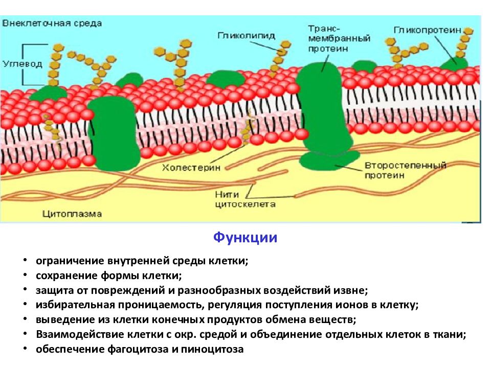 Строение гликокаликса. Функции гликокаликса в клеточной мембране. Строение мембраны эукариотической клетки. Гликокаликс в растительной и животной клетки.