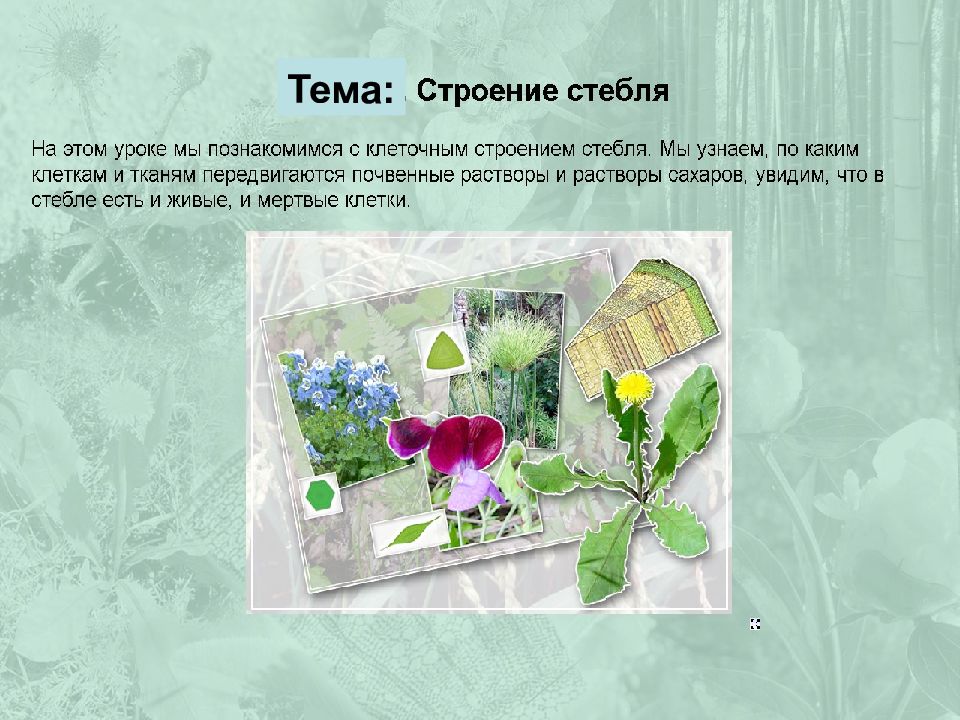 Вывод о строении стебля. Внутреннее строение стебля таблица 6 класс биология.