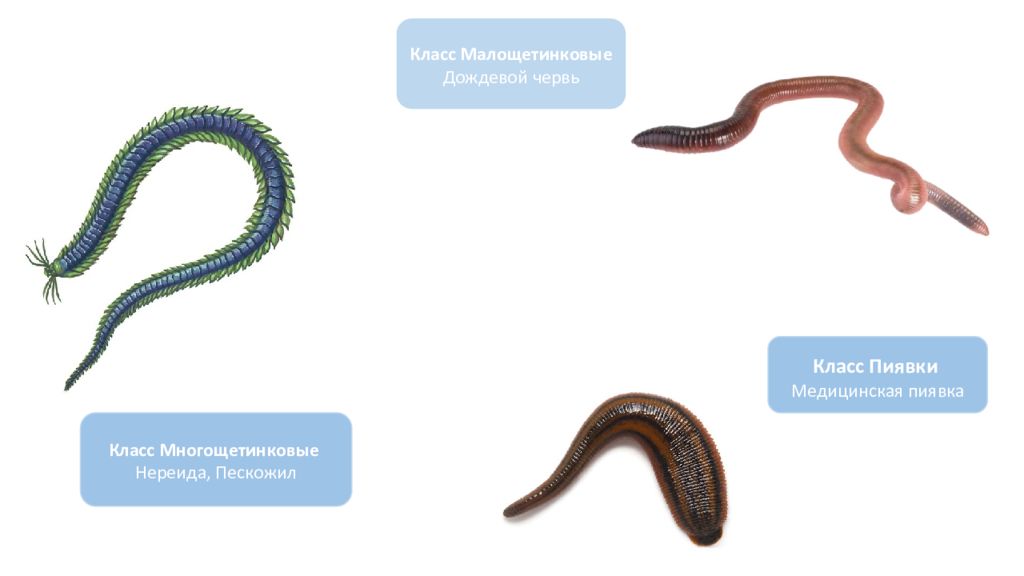 Класс Малощетинковые дождевой червь. Многощетинковые черви пескожил. Пиявки кольчатые черви. Нереида и пескожил кольчатые черви.