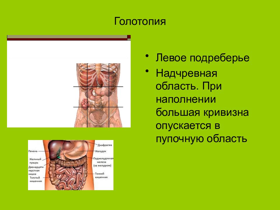 Какие органы в левом подреберье. Голотопия желудка. Желудок скелетотопия голотопия синтопия. Левое подреберье.