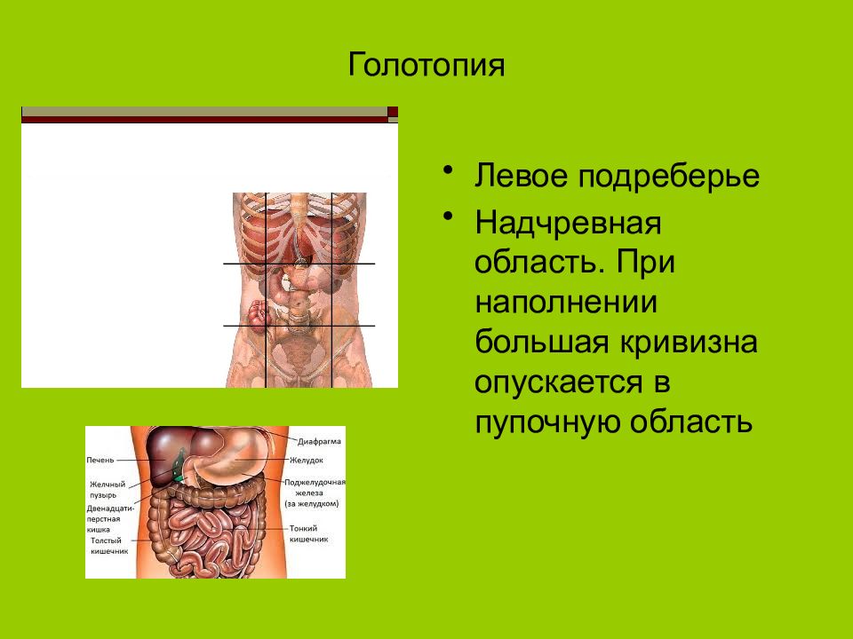 Голотопия. Голотопия желудка. Желудок скелетотопия голотопия синтопия. Мочеточник голотопия.