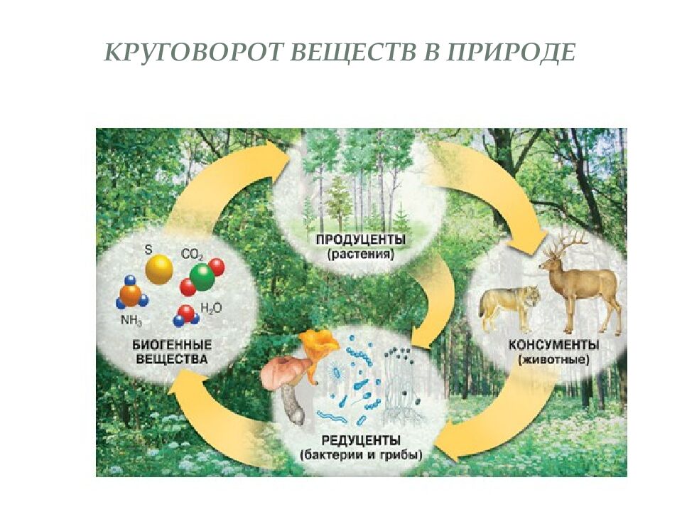 Круговорот веществ в природе