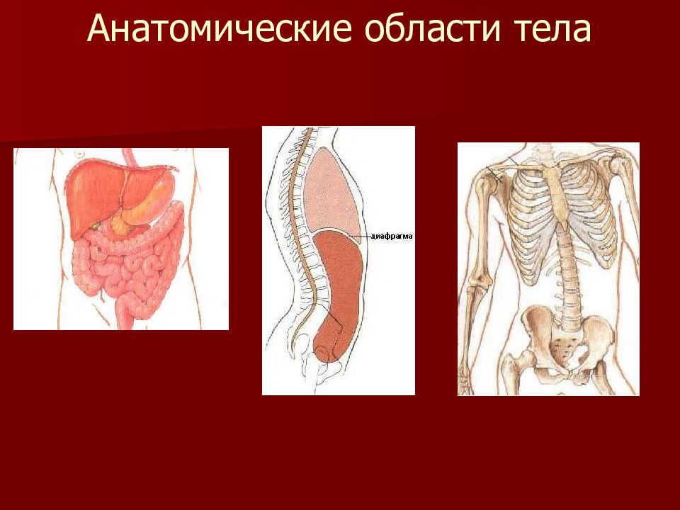 Анатомия областей. Анатомические области. Анатомические области тела. Анатомические области туловища. Анатомические области тела 7.