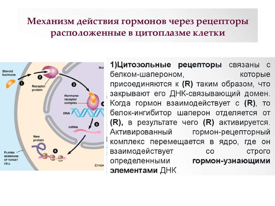 Открытие кальциевых каналов механизм. Кальциевые каналы строение. Регуляция кальциевых каналов. Элементы электролитного фона.