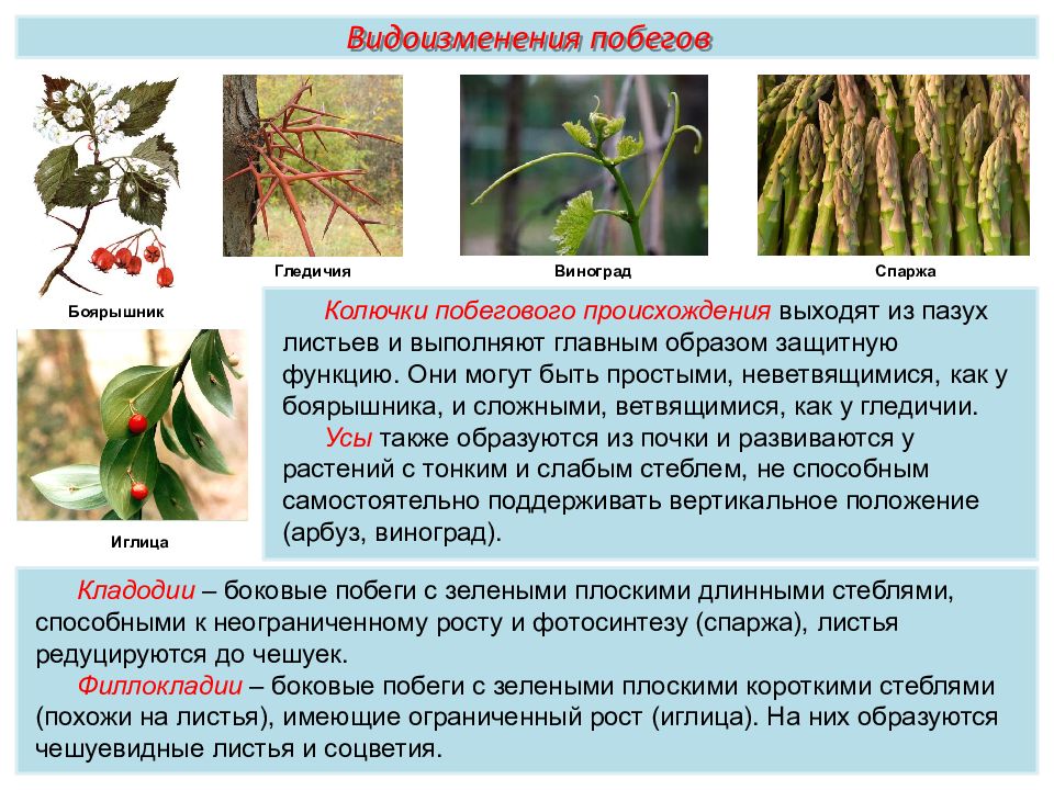 Защитную функцию у растений выполняют какие. Колючки побегового происхождения. Колючки побегового и листового происхождения. Колючки побегового происхождения у боярышника. Колючки побегового происхождения примеры.