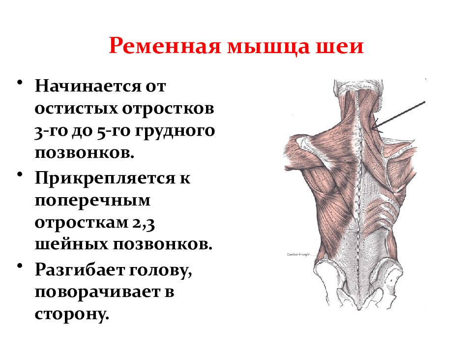 Мышца начинающаяся. Малая ромбовидная мышца спины. Ромбовидная мышца спины анатомия. Большая ромбовидная мышца прикрепление. Ременная мышца головы начинается от остистых.