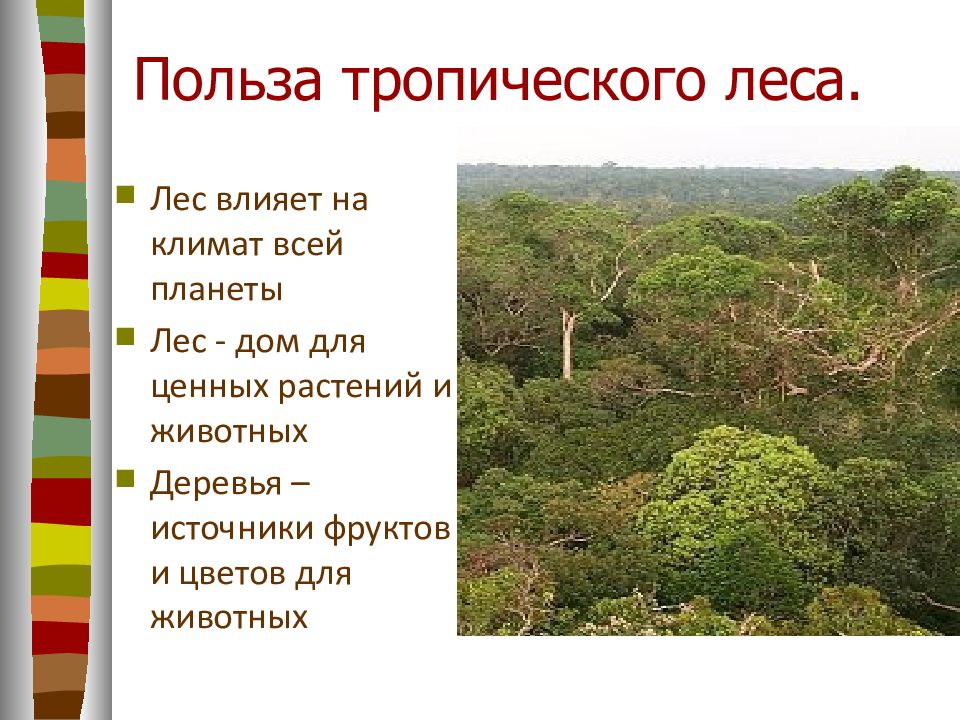 Характеристика тропического леса. Тропические леса сообщение. Тропические леса презентация. Растительный мир тропических лесов. Тропический лес доклад.