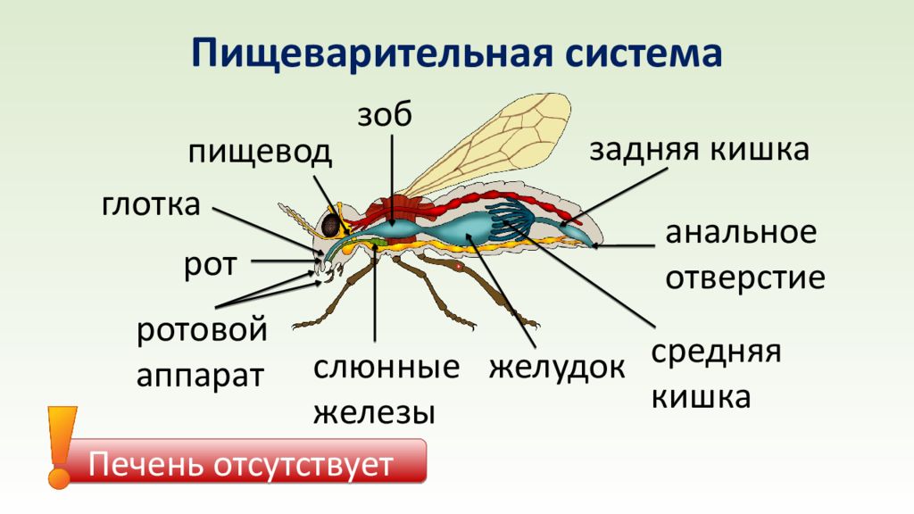 Внешнее строение насекомых 7 класс биология. Пищеварительная система двукрылых. Класс насекомые пищеварительная система. Органы пищеварительной системы насекомых. Пищеварительная система двукрылых насекомых.