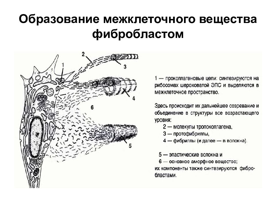 Межклеточное вещество. Образование межклеточного вещества фибробластом. Образование межклеточного вещества соединительной ткани. Схема ультрамикроскопического строения фибробласта. Образование межклеточного вещества фибробластом схема.