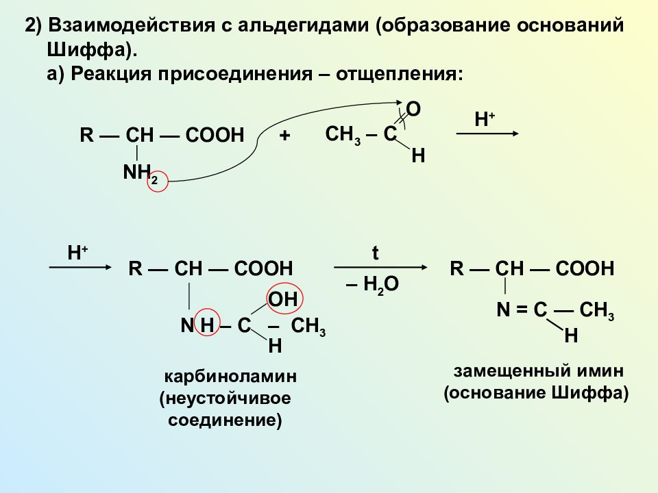 Образование оснований. Реакция образования оснований Шиффа. Реакция Шиффа механизм. Основание Шиффа образуется в реакции альдегида с. Реакция образования оснований Шиффа из альдегидов.