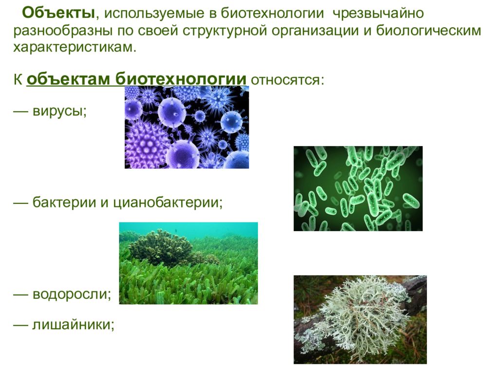 В каких еще биотехнологиях используют одноклеточные грибы. Объекты биотехнологии. Бактерии и вирусы в биотехнологиях. Объекты биотехнологии — микроорганизмы. Основные объекты биотехнологии.