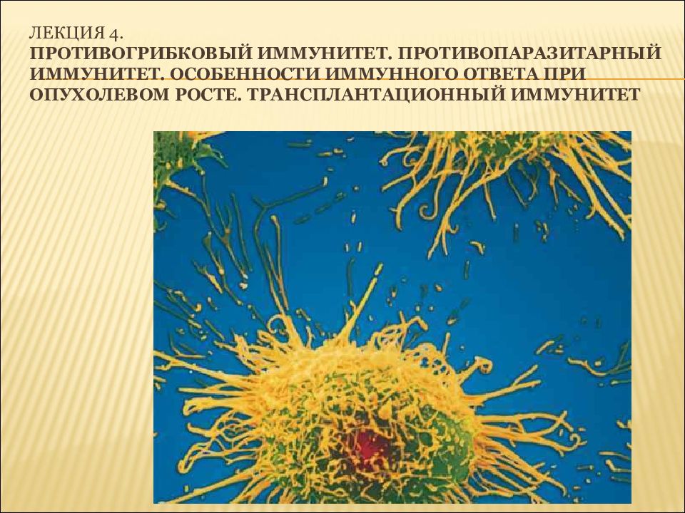 Лекция 4. Противогрибковый иммунитет. Противопаразитарный иммунитет. Особенности иммунного ответа при опухолевом росте. Трансплантационный иммунитет