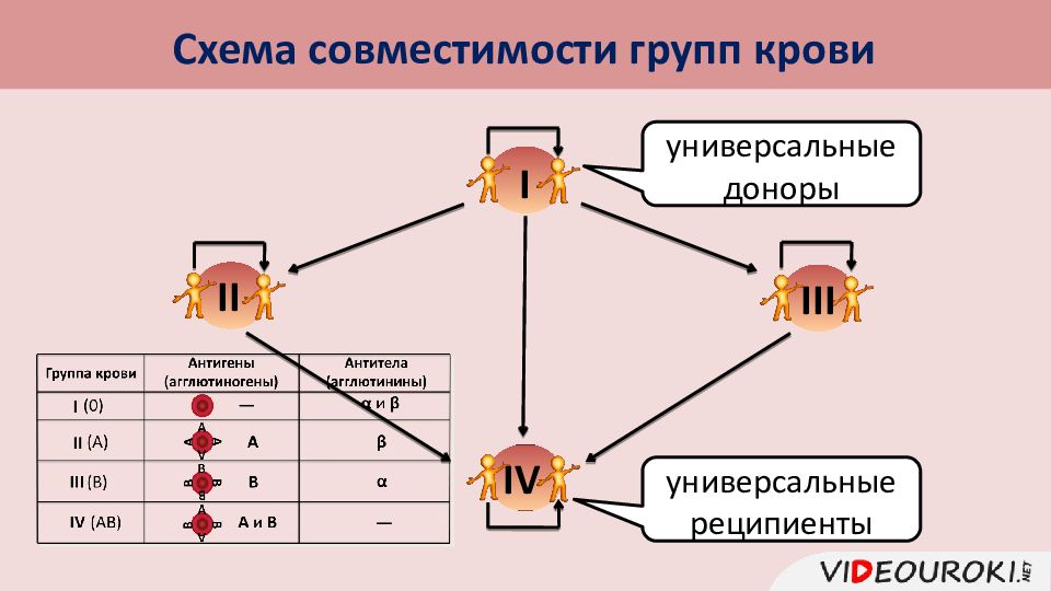 Схема переливания крови рисунок