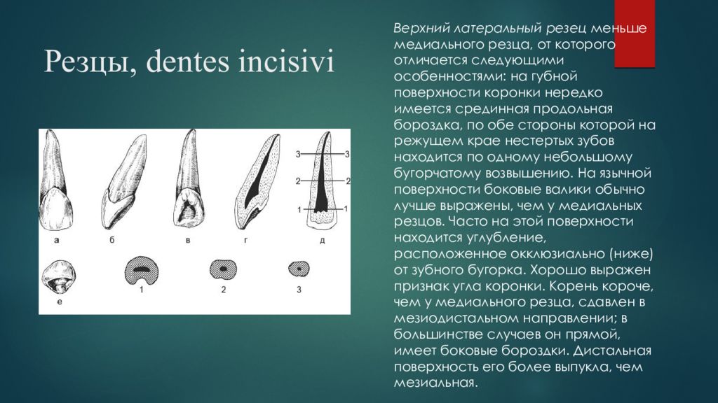 Режущий край. Медиальный резец. Резцы анатомия латынь.