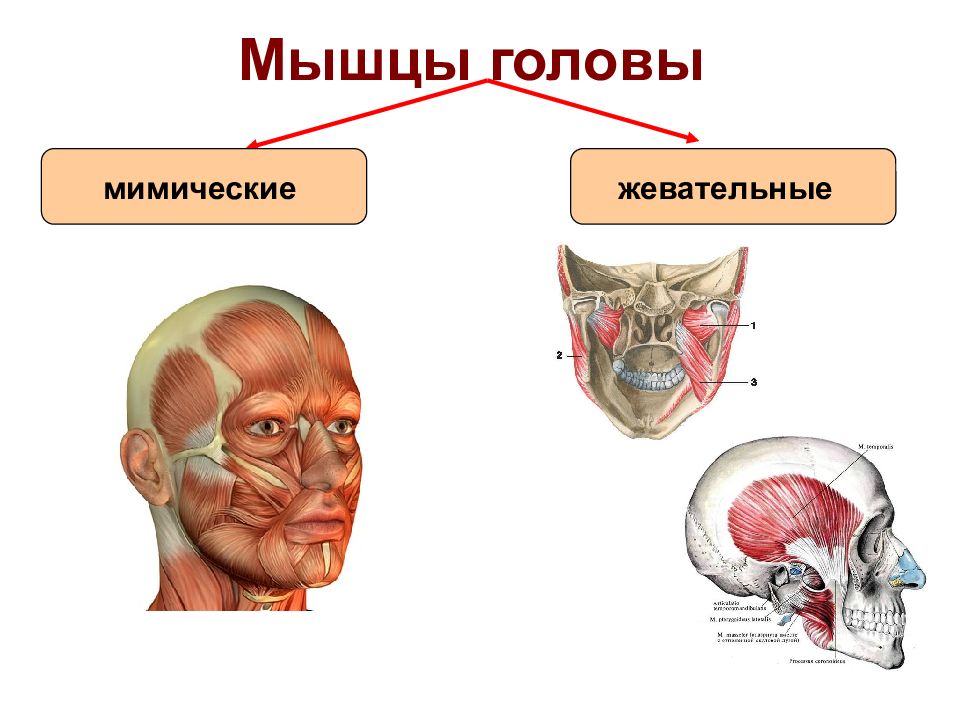 Мышцы головы картинки