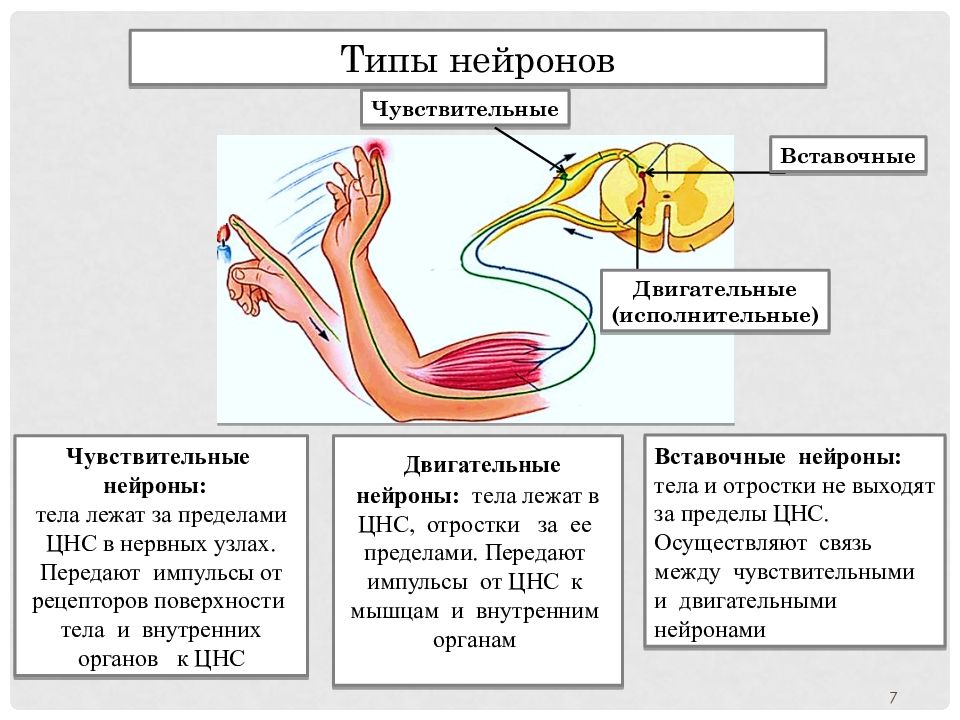 Отражение внутреннего строения системы