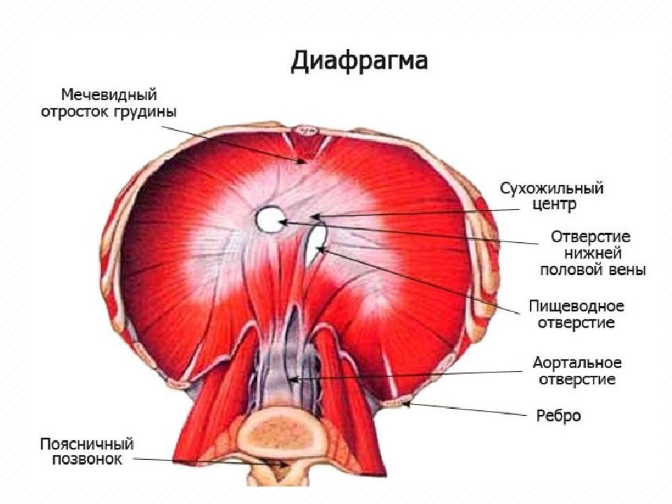 Грудобрюшная диафрагма анатомия