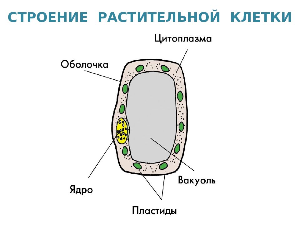 Какие части растительной клетки. Строение клетки растения 5 класс. Структура растительной клетки рисунок. Биология строение растительной клетки. Схема растительной клетки.