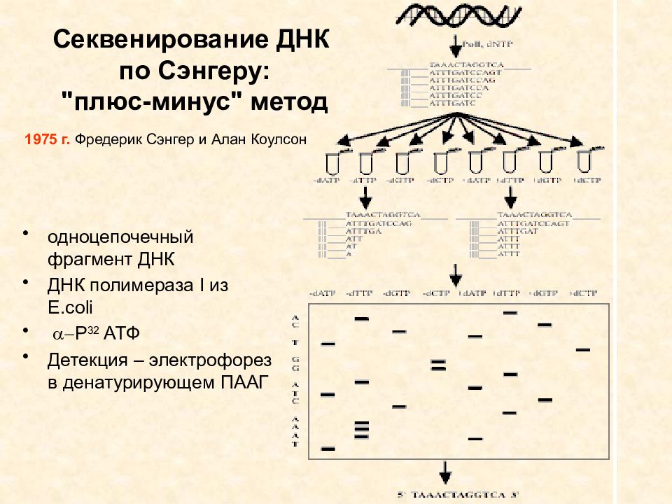 Секвенирование метод. Секвенирования по Сэнгеру. Секвенирование ДНК метод Сэнгера. Секвенирование по Сэнгеру принцип метода. Секвенирование по Сэнгеру схема.