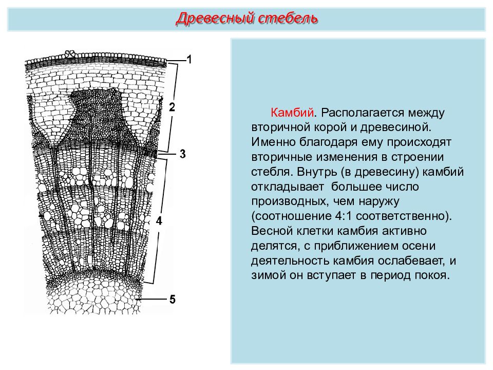 Строение стебля картинка с подписями