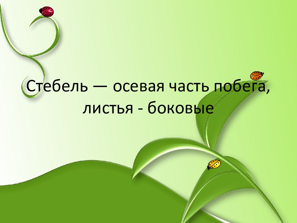 Презентация на тему побег и почки 6 класс биология