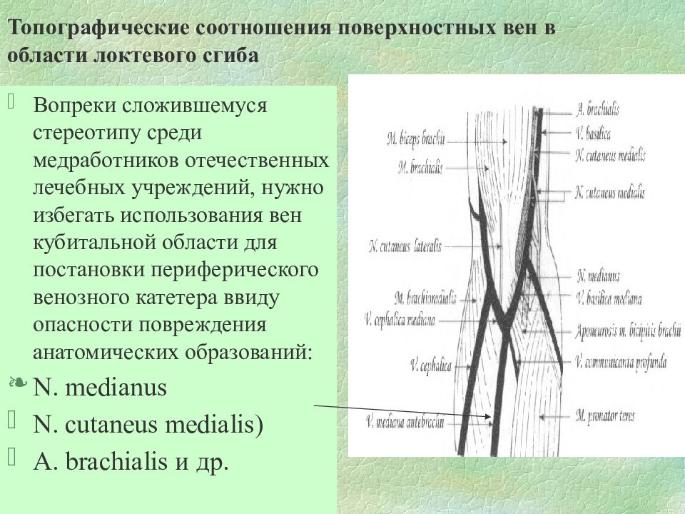 Что означает кубитальная вена: особенности, функции и …