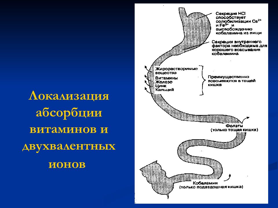 Роль печени в пищеварении физиология презентация