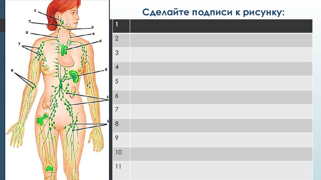 Схема строения лимфатической системы пропущенные компоненты