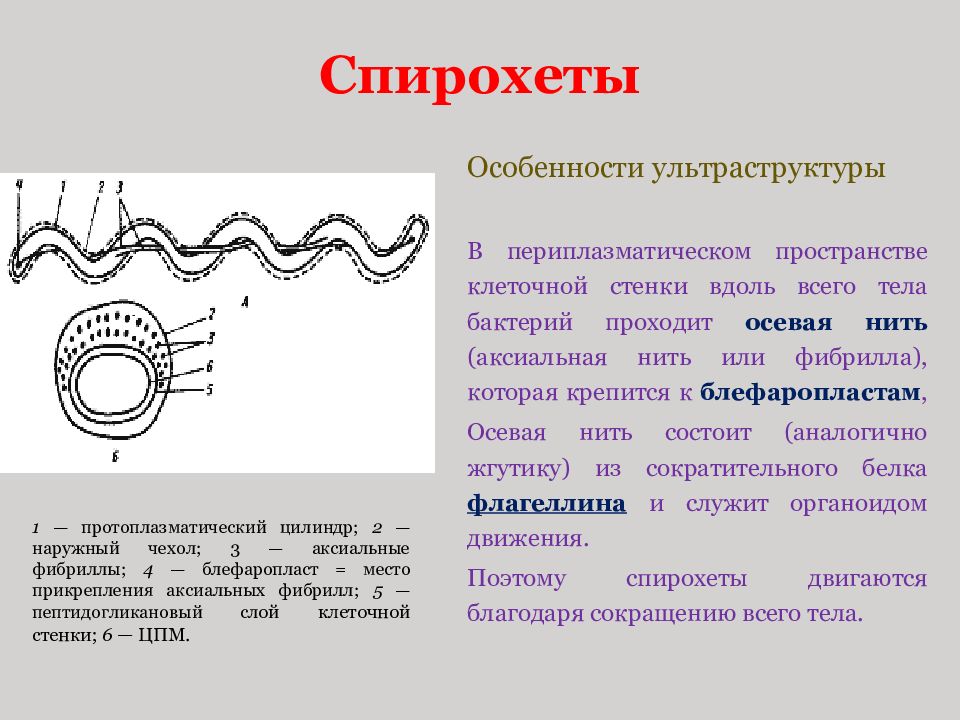 Спирохеты микробиология презентация