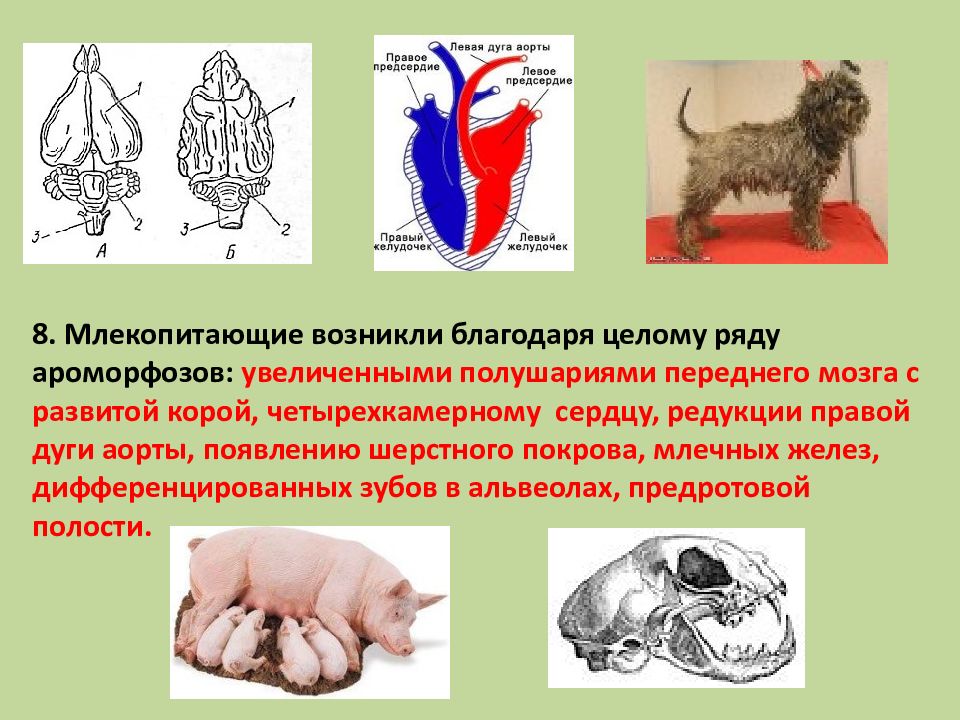 Примеры ароморфоза у птиц. Ароморфозы млекопитающих. Ароморфозы дыхательной системы млекопитающих. Животные с четырехкамерным сердцем. Пример ароморфоза у млекопитающих.