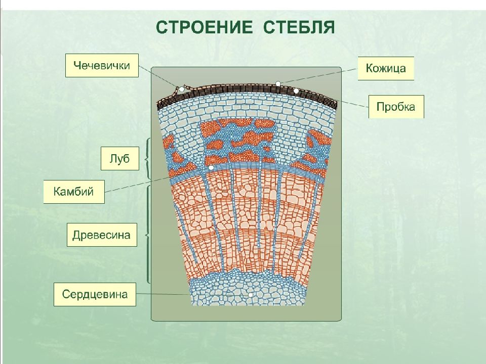 Строение стебля 6 класс биология рисунок