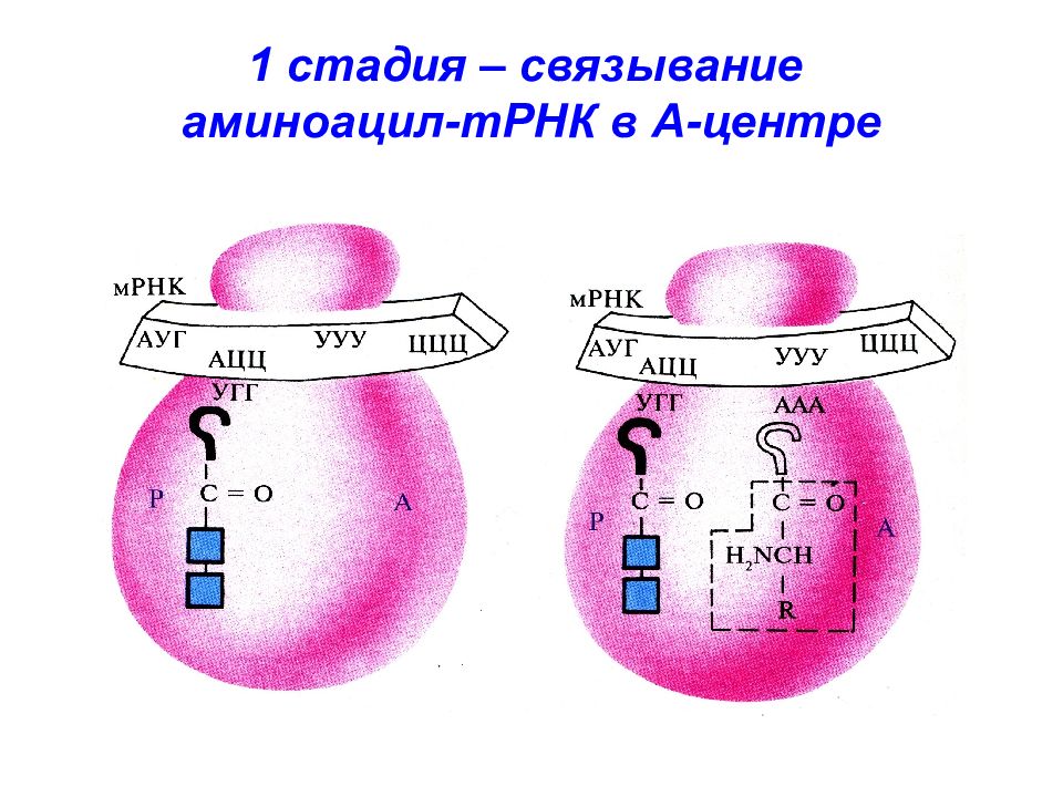 Трнк в а е. Трансляция РНК этапы. Стадии созревания РНК. Биосинтез белка и его регуляция. ТРНК И аминоацил ТРНК.