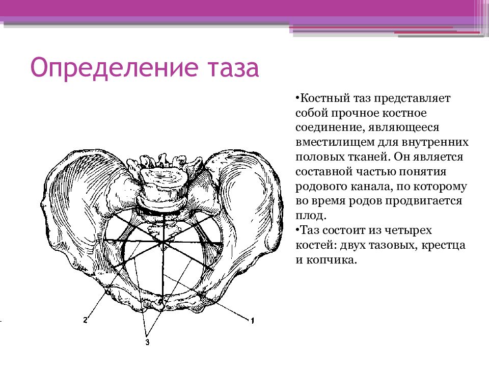 Акушерские размеры таза на рисунке