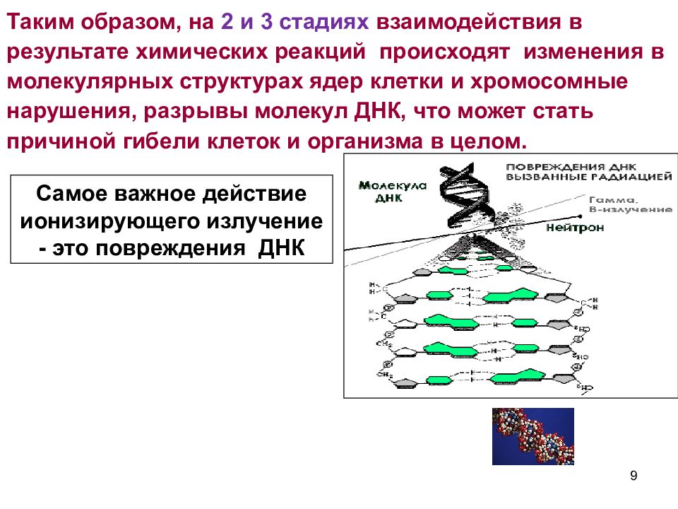 Степени взаимодействия. Биологическое действие ионизирующих излучений. Биологическое действие реакции. Этапы биологического действия ионизирующих излучений. Этапы воздействия ионизирующих излучений на биологические объекты.