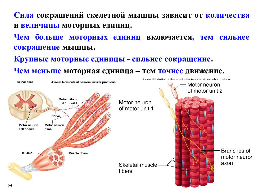 Работа скелетных мышц. Структурно-функциональная единица скелетной мышечной ткани. Сила сокращений поперечно полосатых мышц. Сокращение мышц. Сокращение скелетных мышц.